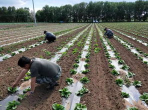 化德县农科局技术人员深入帮扶村做好大白菜田间管理工作